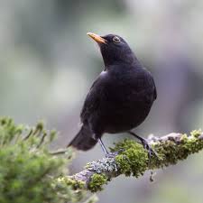 Black Bird With Black Beak Uk Male Blackbird Black Bird Black Garden Beautiful Birds