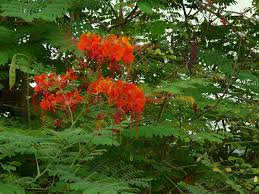 Image result for Caesalpinia rubra