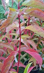Saigrorg & tanggwa and petstages dogwood stick dog chew toy i pick large size for them because i would like to make. Cornus Red Twig Dogwood At Portland Nursery And Garden Center