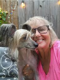 Chinese Crested for Adoption!