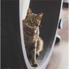 Easy to assemblewe have designed a modular cat wheel. One Fast Cat Exercise Wheel New 5th Gen Free Uk Delivery