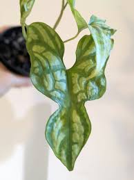 Image result for Cercestis