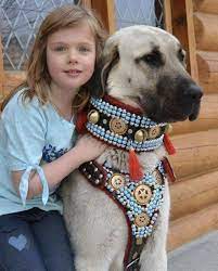 anatolian shepherd collars by yilmaz askan 2021