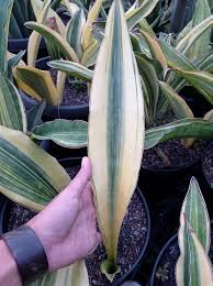 Image result for Sansevieria dawei