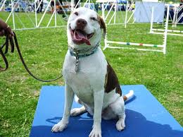 The best dog training in chicago. The 6 Best Dog Training Classes Around Chicago Care Com