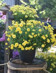 Pin On Flower Containers