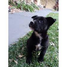 Kelpie X Collie Puppies For Sale Off 51 Www Usushimd Com