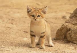 Photo De Chat Des Sables Bebes Des Sables 2019 N 651829 Sur Photos Animaux Com Le chat des sables (felis margarita), appelé aussi chat du désert, chat du général margueritte ou chat de margueritte, vit dans les régions désertiques du maroc, d'algérie, de tunisie, de libye, d'égypte, d'israël, du soudan, du niger, d'arabie saoudite. sables 2019 n 651829