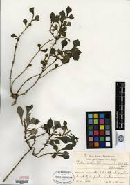 Image result for Pilea angolensis
