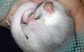 F A Q Sugar Glider Info