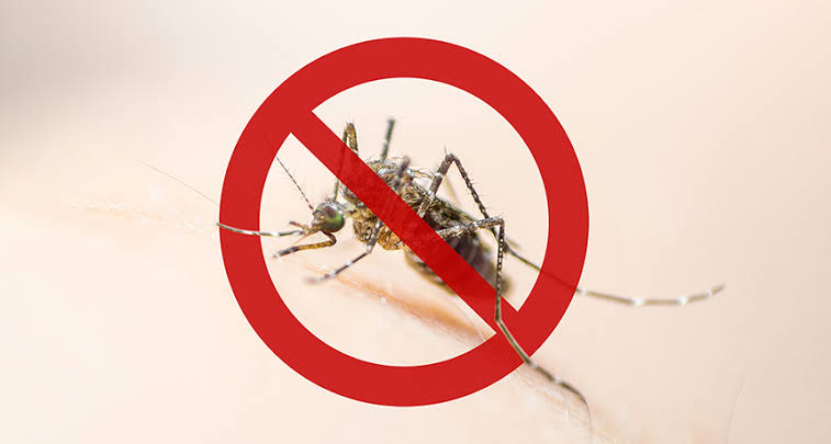 Homemade Mosquito Repellent for Your Yard