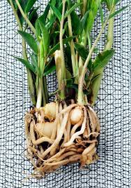 Zz Plant Propagation Made Easy Division Cuttings Seeds With Video Propagating Plants Zz Plant Zz Plant Care