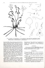Image result for Aneilema zebrinum