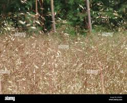 Image result for Avenella flexuosa