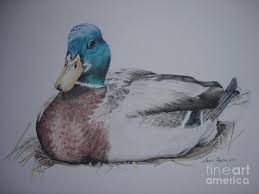 Sitting Duck By Laurianna Taylor Duck Art Duck Drawing Bird Drawings