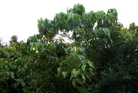 Image result for Caloncoba