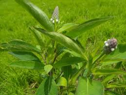 Image result for Sphenoclea zeylanica