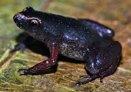 File:Chiasmocleis haddadi (10.5852-ejt.2022.836.1919) Figure 3  (cropped).png