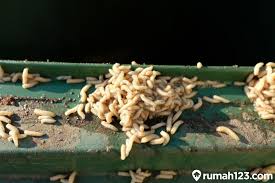 Mengintip cara budidaya maggot bsf mas rohit di desa papringan. Cara Budidaya Maggot Di Rumah Untuk Pemula Cuan Melimpah Rumah123 Com
