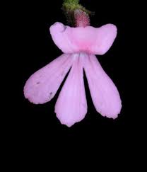 Image result for Striga bilabiata