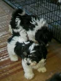 One male two all black; Havanese Maryland