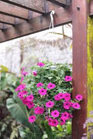 Bunga yang hidup dengan sinar tersaring (filtered light). Populer 33 Bunga Gantung Tahan Panas