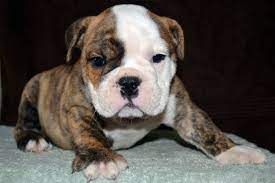 English Bulldog Puppy For Sale American Bulldog Puppies For Sale Bruiser Bulldogs American Bulldog Puppies Bulldog Puppies French Bulldog Breed