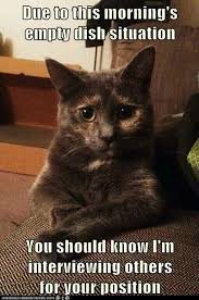 Lol Poor Kitty Kat No Food In His Bowl Funny Animal Memes Funny Animal Pictures Funny Cat Memes