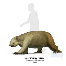 Image result for Megalochlamys revoluta