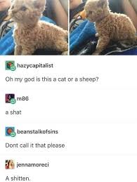 Pin By Batfamily 4 Ever On Funny Thoughtful Tumblr Funny Funny Memes Funny