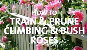 If you have not already verified your email address you will receive a verification email to the address entered which must be actioned in order for the notifications to start. How To Train Prune Climbing Bush Roses Palmers Garden Centre