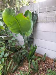 Image result for Acalypha caperonioides