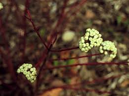 Image result for Artabotrys collinus