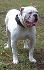 Medlock Bullies - Johnson American Bulldog, American ...