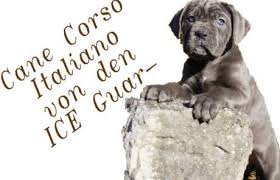 Il mastino napoletano è un cane tutto italiano, molto apprezzato in ambiente cinofilo anche per via del suo ottimo carattere. Deutsche Pqs Zuchtstatte Fur Mastino Napoletano Guard Of The District Der Club Fur Alle Rassehunde E V Deutschland Car E V