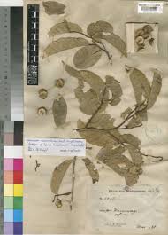 Image result for Sclerocroton