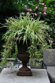 Epingle Par Terri Penninger Luciana Sur Gardens Gardening Tips Flowers Plants Jardinage En Pots Idees Jardin Deco Jardin