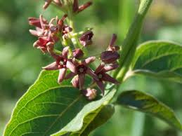 Image result for Vincetoxicum sylvaticum