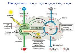 Ltd @cn.cookie settings in safari web and ios the cookies we set email newsletters related cookies this site offers newsletter or email subscription services and cookies may be used to remember. Photosynthesis Biology Chapter 7 Photosynthesis Using Light To Make Food Diagram Quizlet