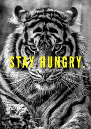 Motivation Success Stayhungry Quote Tiger Inspiration Animal Quotes Lion Quotes Motivational Quotes