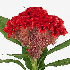 Image result for Celosia nervosa