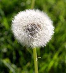 Free Photo Of Dandelion Puff Ball Gone To Seed Disney Quote Posters Walt Disney Quotes Dandelion