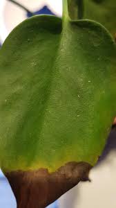 A thrips next to a leaf vein. What Are These Tiny Yellow Things On My Monstera They Are Moving So Some Kind Of Animal But Good Or Bad Indoorgarden