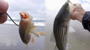 We did not find results for: Best Fishing Bait You Never Know What You Ll Catch With These Youtube