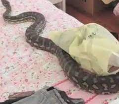 Pandemonium As Female Student Turns Into Snake After Being Dropped By A Nigerian - Crime - Nigeria