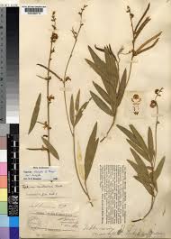 Image result for Tephrosia aurantiaca