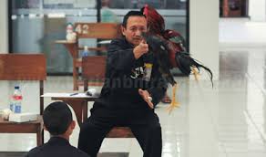 Mengetahui Karakter Calon Pendekar Dari Ayam Peliharaan Harian Bhirawa Online