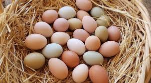 And not only odds and ends or manual achievements like trash. How Long Do Chickens Lay Eggs Morning Ag Clips