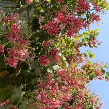 Image result for Combretaceae