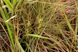 Image result for Thesium pygmaeum